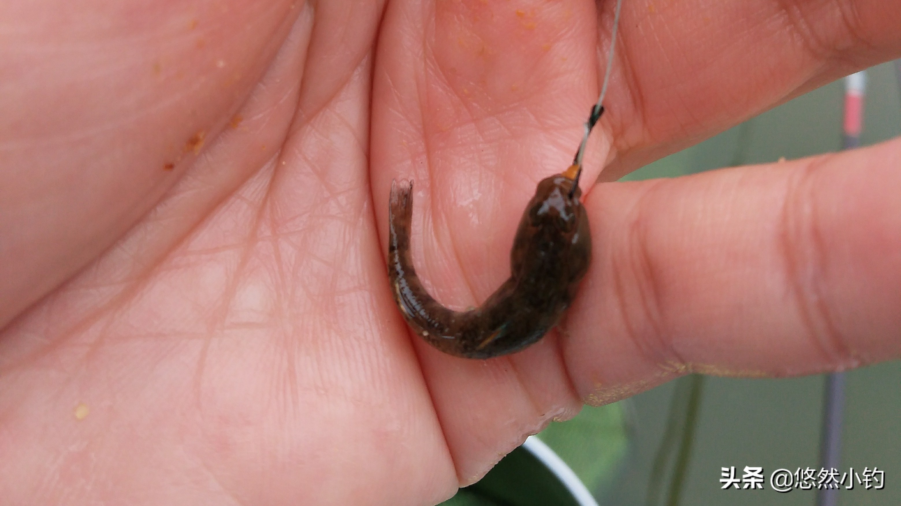 野钓如何避小鱼钓大鱼,野钓时小钩细线搏大鱼的技巧