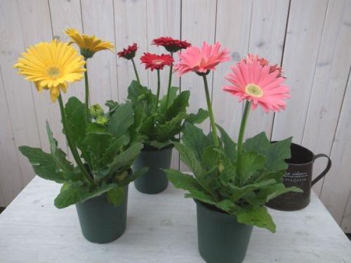 室内养净化空气效果最好的植物,卧室放什么植物净化空气效果最好