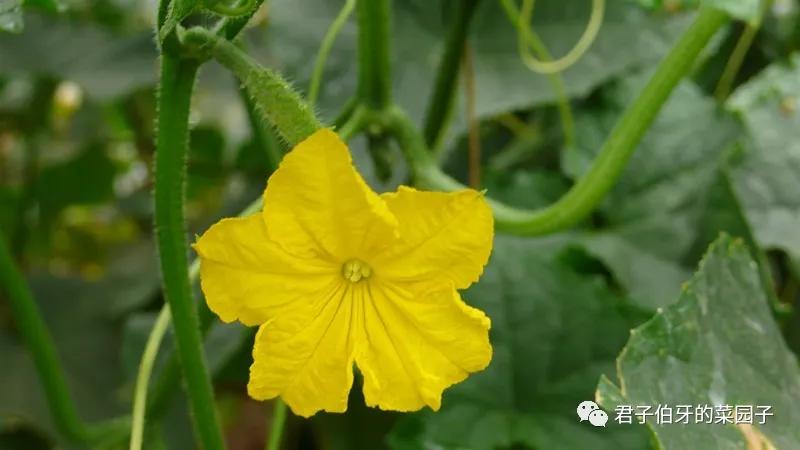 「西行散记」—10：大漠第一墩，长城“龙”尾，李战军