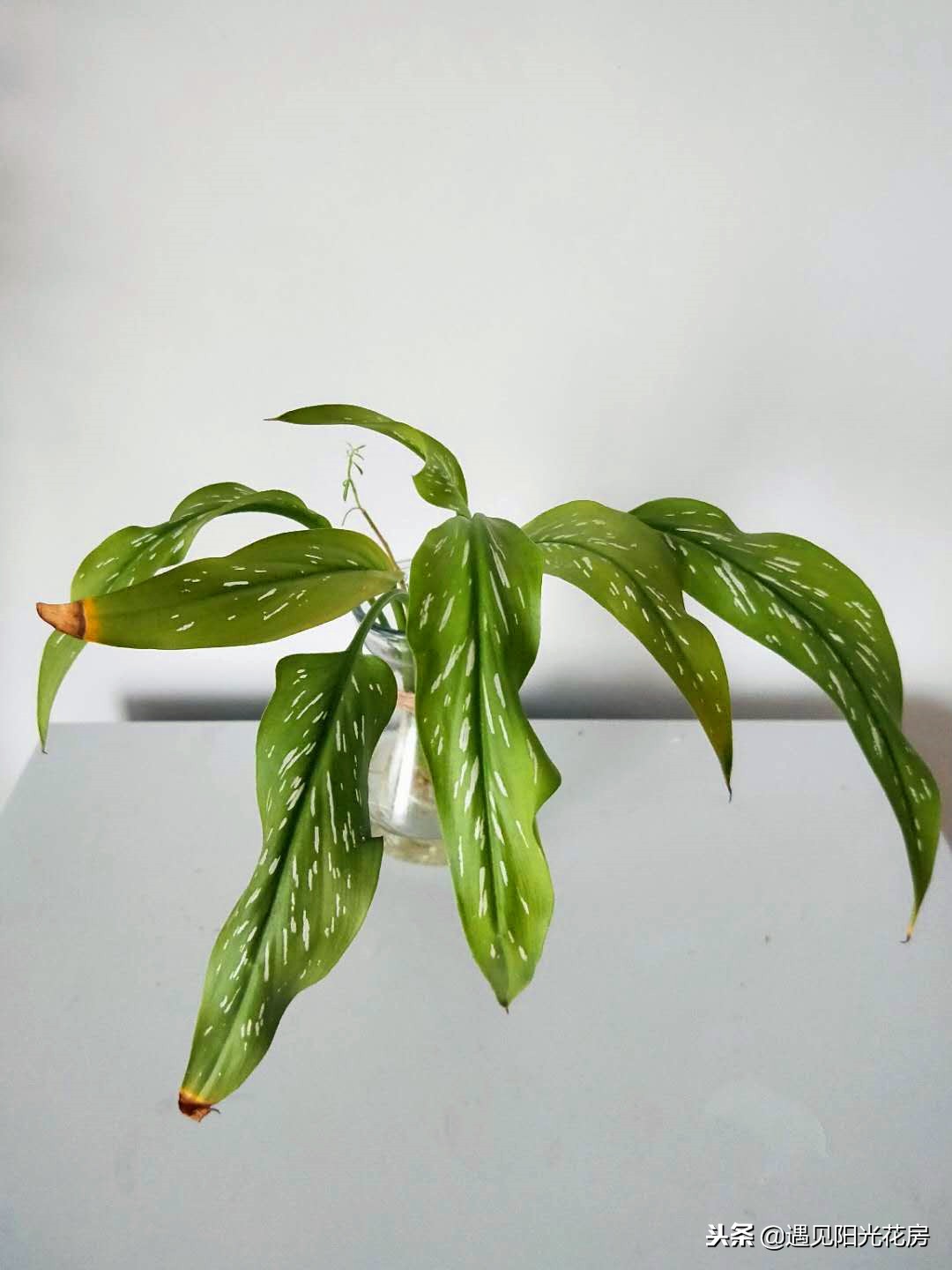 马蹄莲黄叶不开花是什么原因,马蹄莲黄叶放点什么维生素好