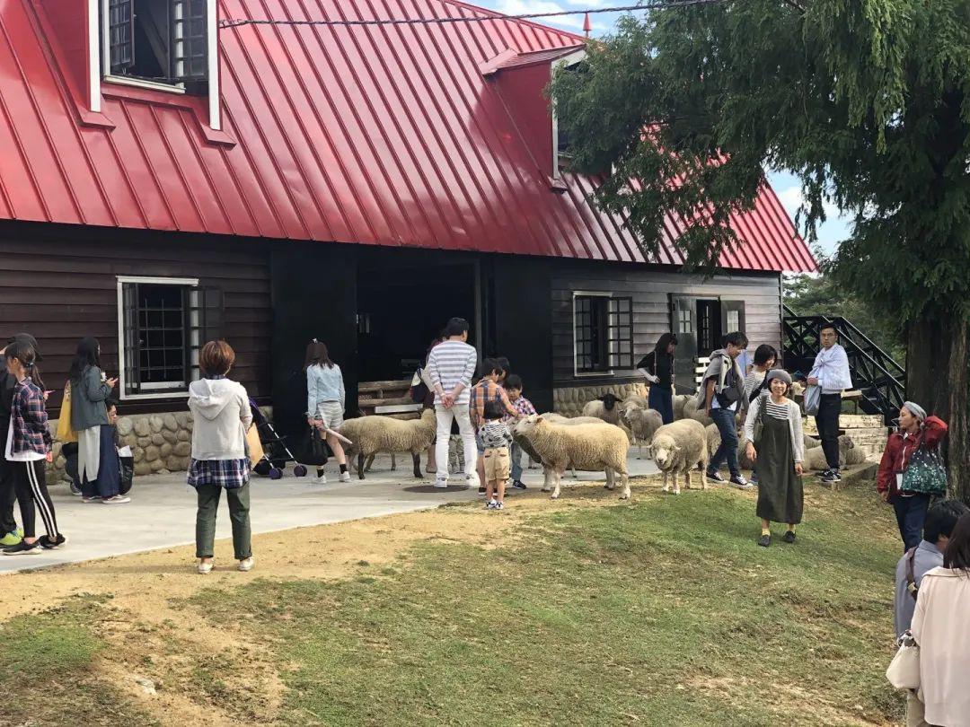 这家日本牧场，因为一只会“微笑”的小羊，游客增长1.5倍