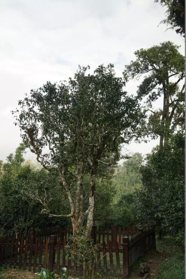 在网上真的难买到好茶,为什么在网上买不到好茶