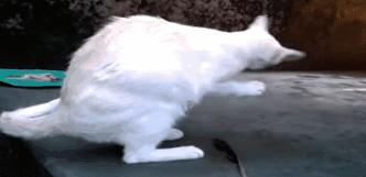 如果猫咪身体有异物会是什么表现,20个信号判断猫咪是否吞食异物