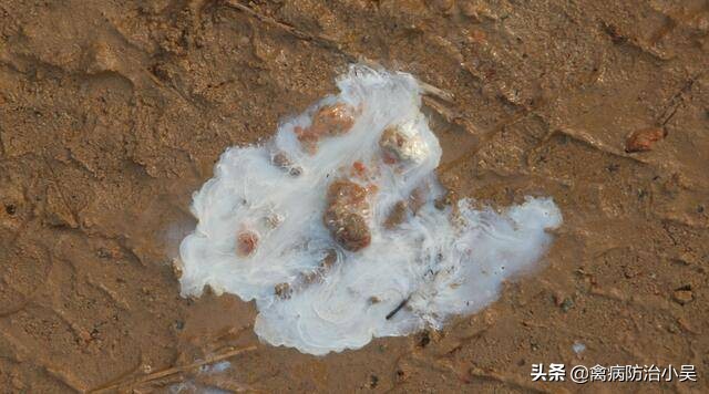 老兽医有妙招:18个典型鸡病一病一良方汇总，建议养鸡户都看看