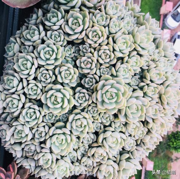 如何让白牡丹变红色,白牡丹多肉怎么养才能爆盆