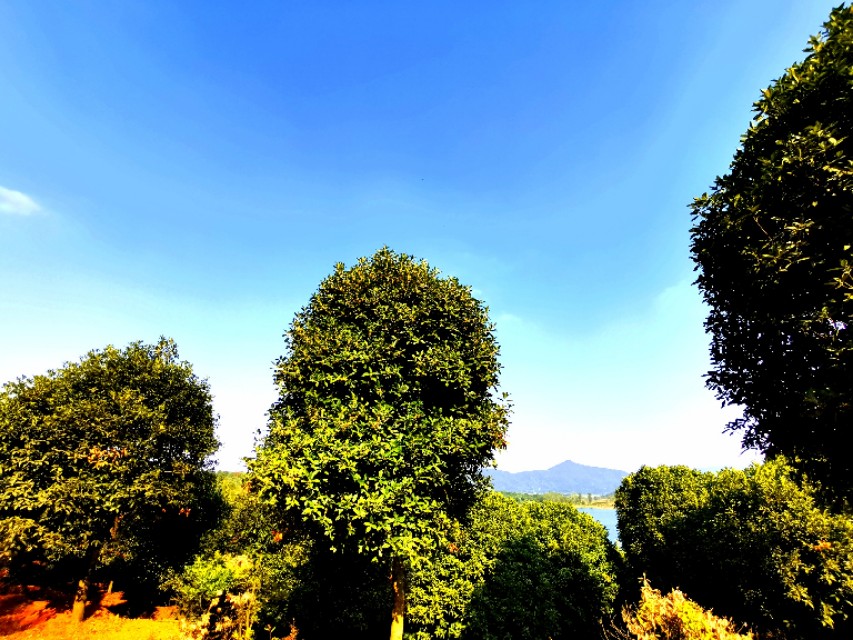 金秋十月金灿灿的桂花又香又美丽,又香又美的红桂花