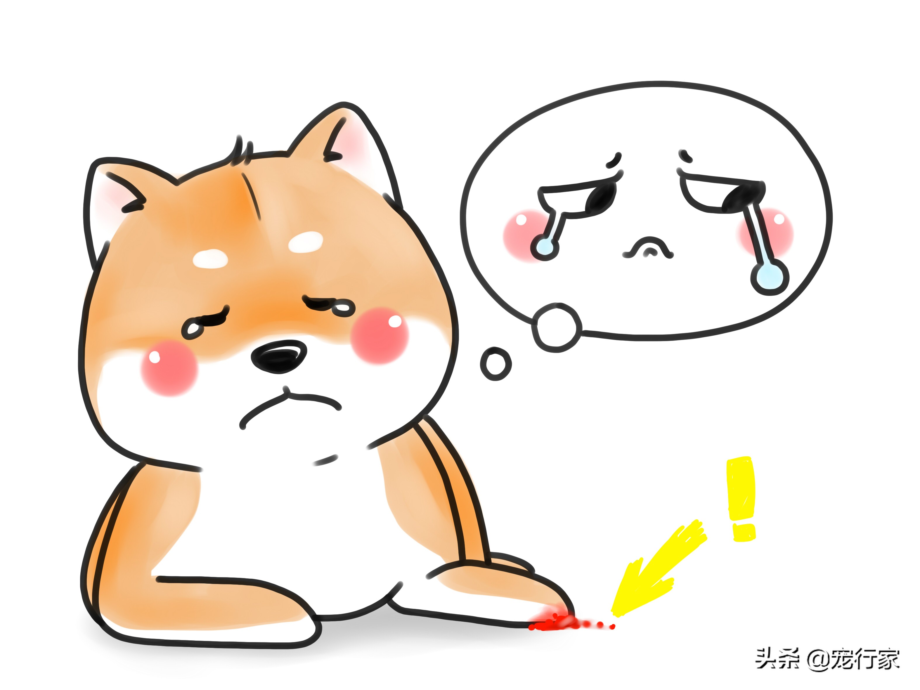 狗狗爪子受伤了流血了怎么办,狗狗爪子皮肉伤了用什么药