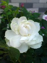 各种玫瑰的花语大不同,不同颜色玫瑰的花语与寓意是什么