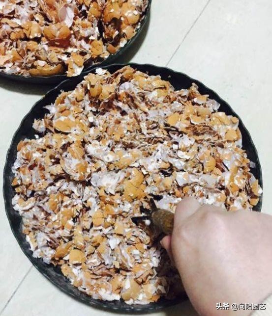 虎皮兰爆小崽但不长高,虎皮兰从底下长出小芽