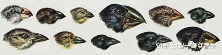 任超一经验萃取,任超一视频