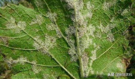 治疗霜霉病为什么要用晚疫病的药,霜霉病疫病的最佳治疗方法