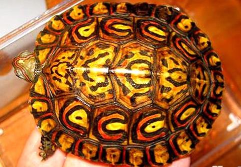 两栖龟陆龟海龟区别,陆地龟和陆龟是一个品种吗