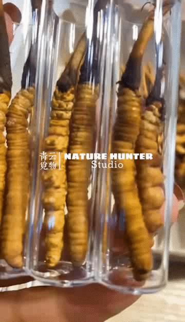 揭秘青藏高原挖虫草,探秘藏民挖虫草