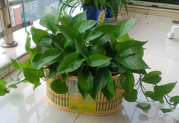 垃圾养花的方法视频,垃圾发酵养花方法