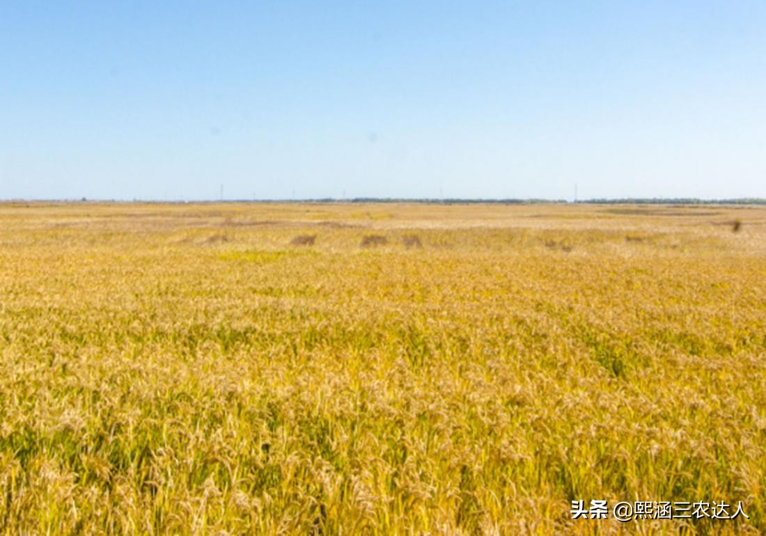 水稻苗期烂秧病的防治方法,水稻烂田怎么插秧