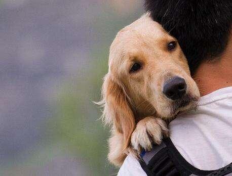 幼犬狗狗刚来胆小害怕怎么办,狗狗胆小怎么办见人就躲