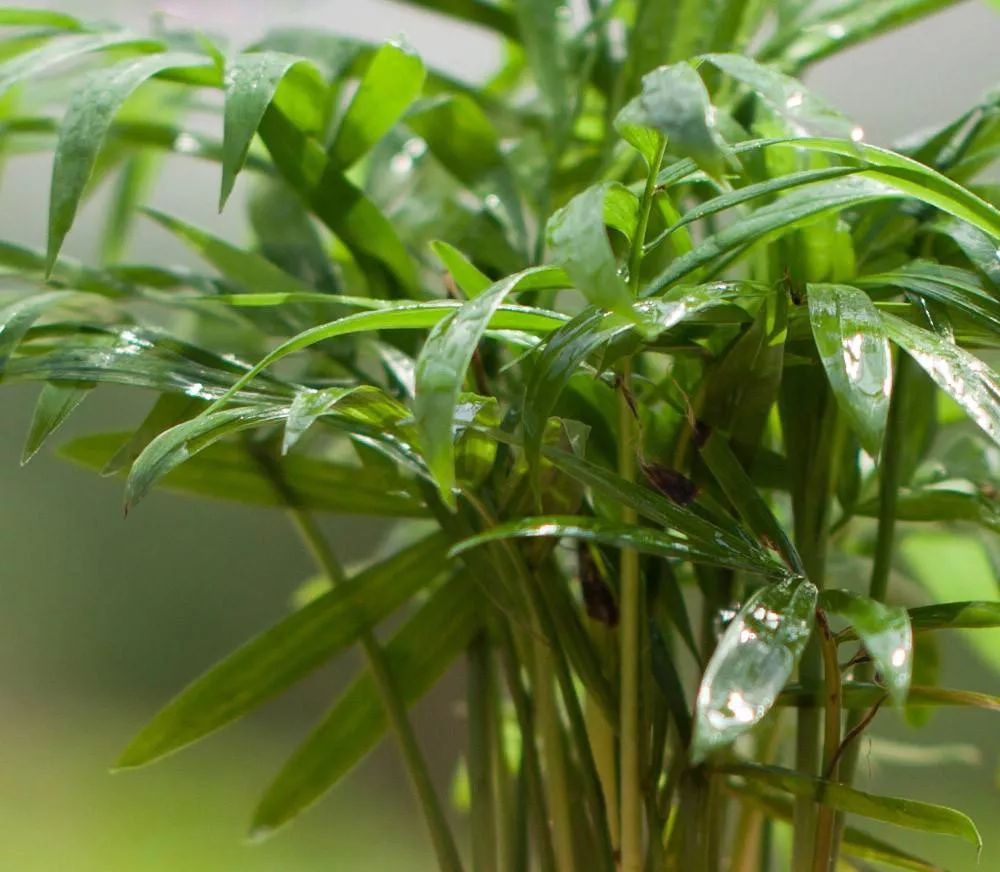 袖珍椰子最佳观赏期,阳台袖珍椰子