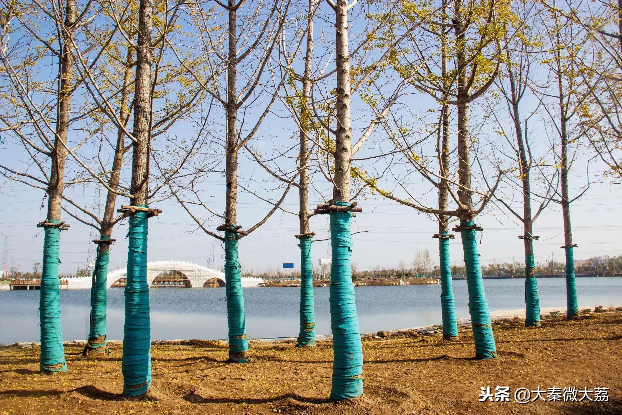 大荔玫瑰湖畅想曲（组图）