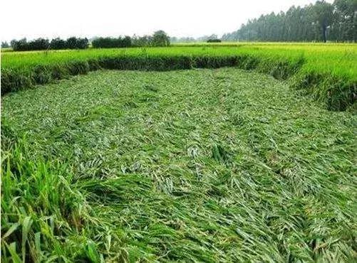 水稻倒伏用什么补救,水稻倒伏了怎么办
