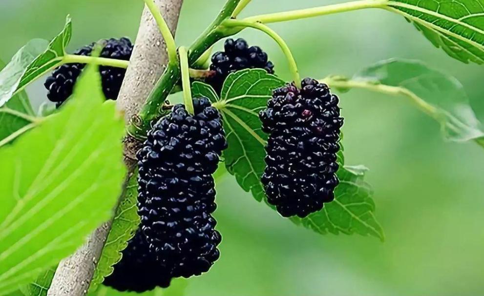 桑葚用水洗了直接泡酒怎么补救,桑葚弄到地上怎么洗掉