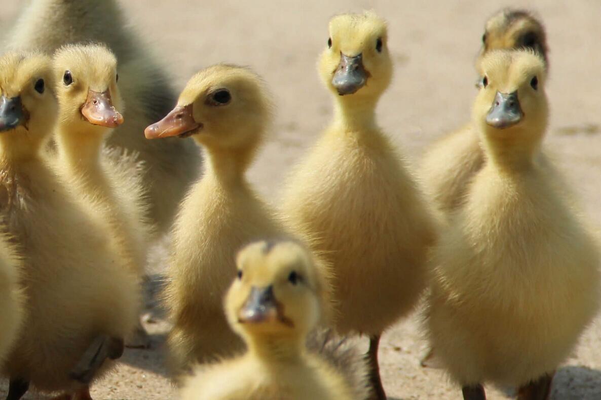 养殖鸡鸭能赚钱吗,鸡鸭养殖新模式