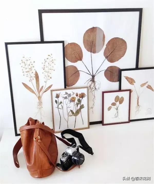 植物标本如何做简单又好看,植物能做什么手工