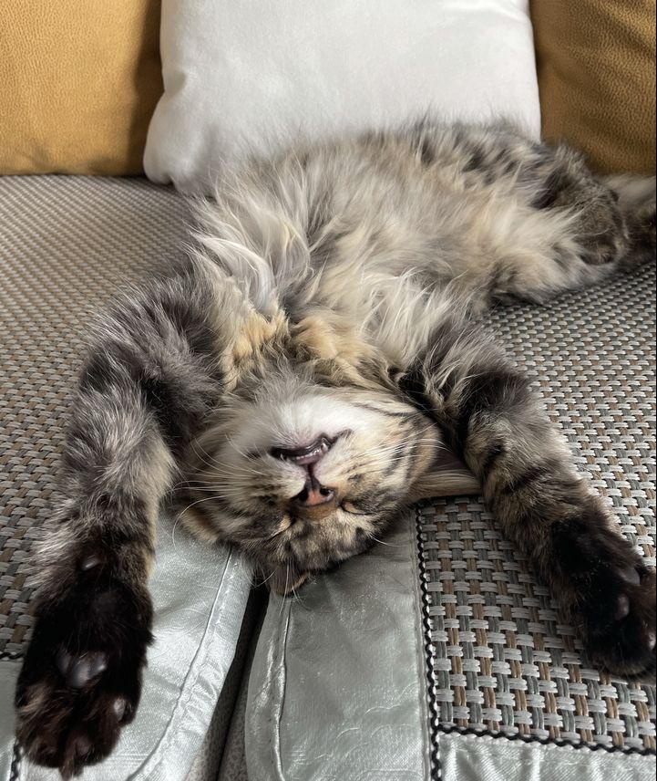 养只猫咪可以缓解焦虑吗,养只猫可以缓解焦虑吗