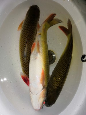 钓鱼比较腥比较臭的鱼饵,腥臭味鱼饵可以钓鲤鱼吗