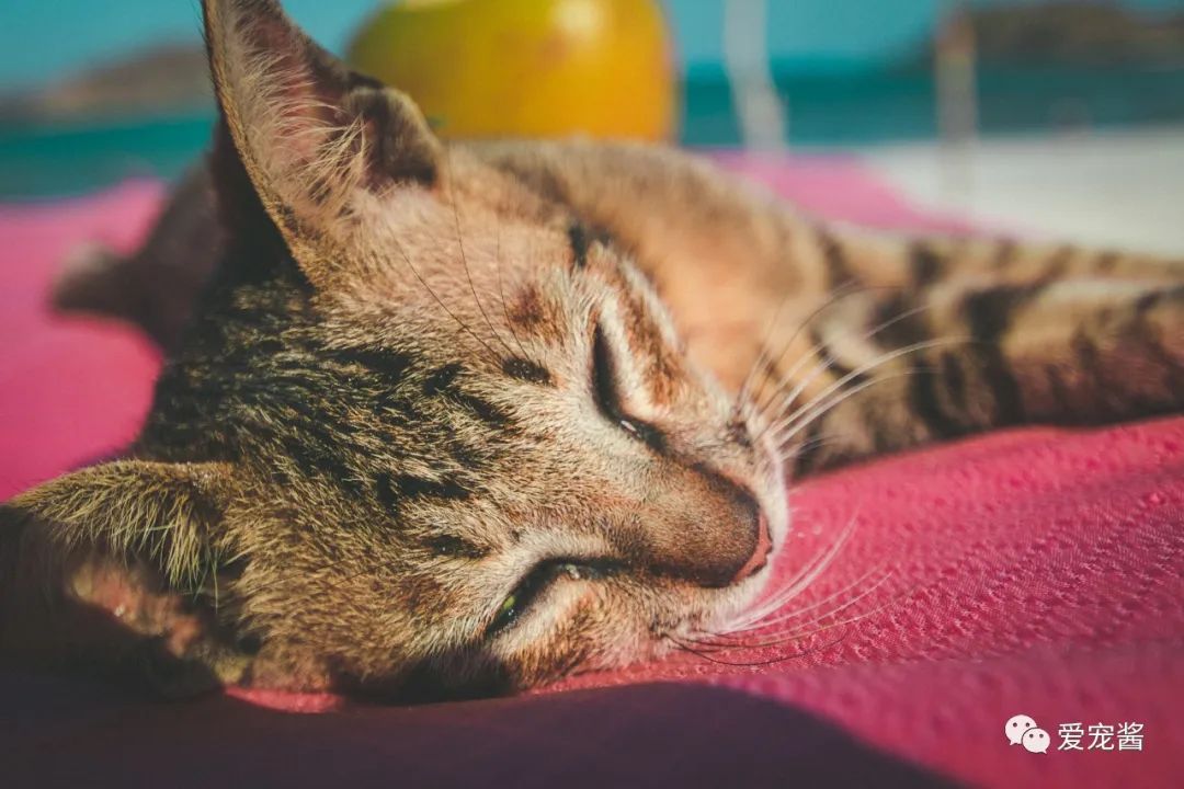 猫咪喂药片的正确方法,如何给猫咪喂药