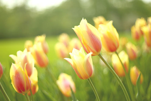 观赏郁金香花感悟,郁金香的残花之美