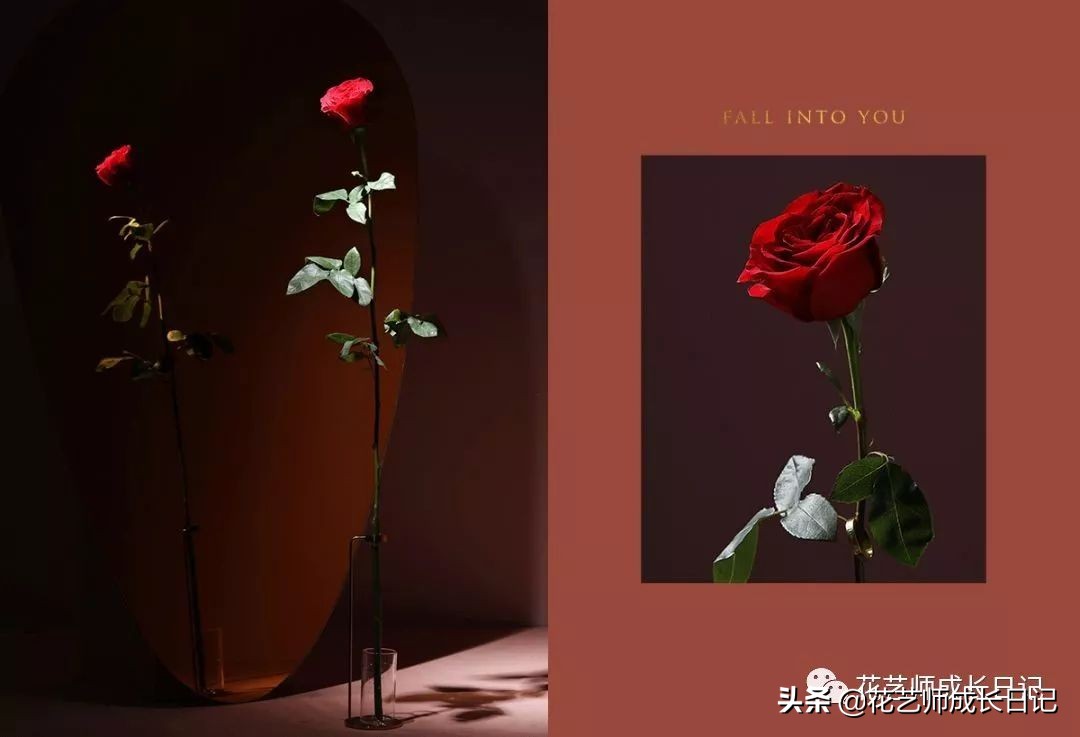 1-999朵玫瑰花分别代表什么花语,1到99朵玫瑰花花语