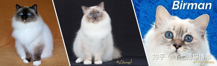 有哪些好看的家养猫,最适合家养的猫咪品种不掉毛