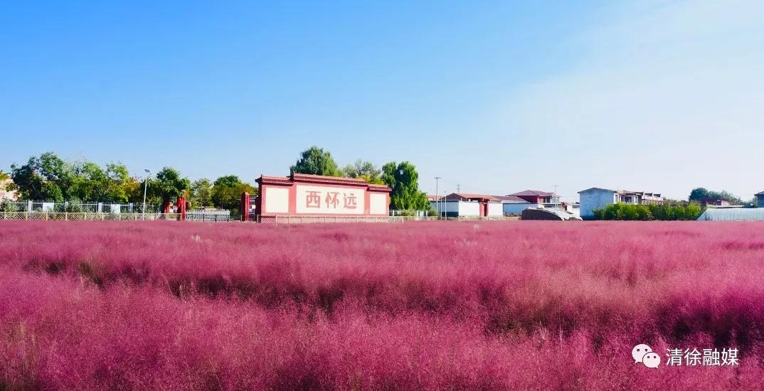 清徐县乡村振兴,清徐县农业项目