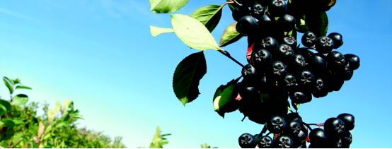 biotta酵素果蔬汁配方,biotta酵素