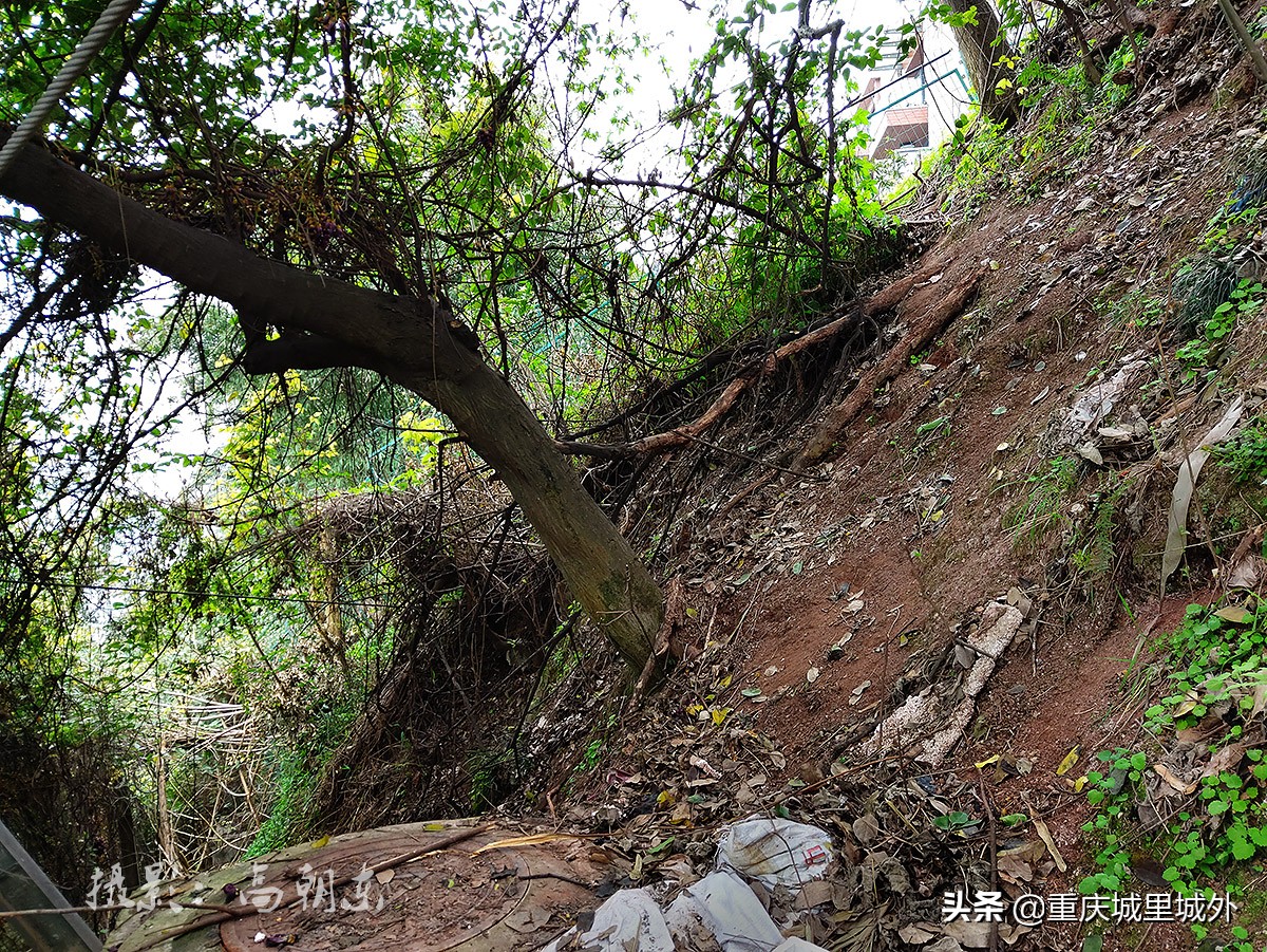 好奇探寻平顶山顶是否“平”，无意发现了渝中区与沙坪坝区的界牌