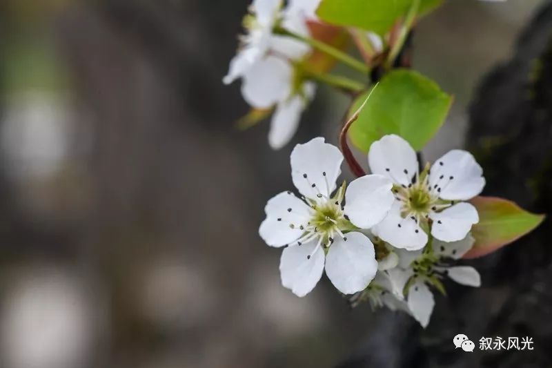 千树万树梨花开风景欣赏,千树万树梨花开美景可以去哪欣赏