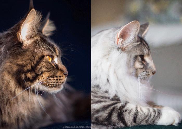 主人晒猫咪图片,主人看到猫咪一脸怒容