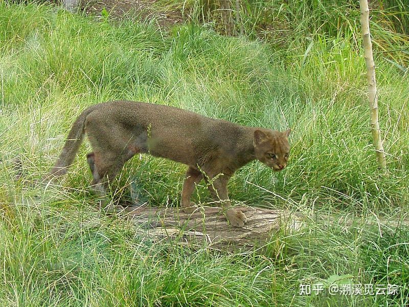 有哪些容易被认错的动物,容易被欺负的动物有哪些