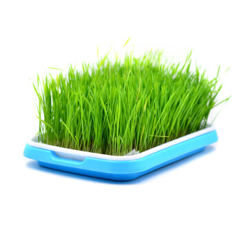 闈掓眮绮夌殑鍔熸晥鍜屽壇浣滅敤,鑻ュ彾闈掓眮鐨勫姛鏁堜笌浣滅敤