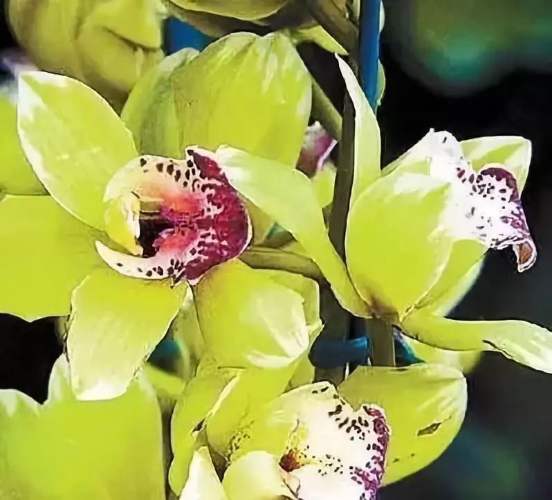 世界上最稀有最名贵的花,世界上最漂亮名贵的花