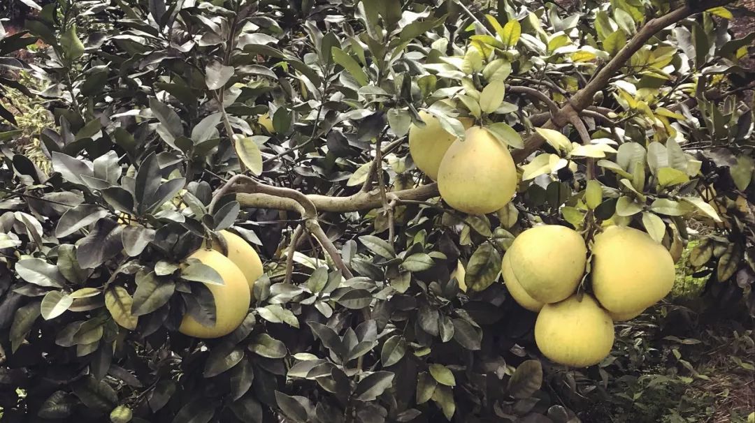 上海到福建自驾游旅游攻略,福建旅游攻略自驾游景点