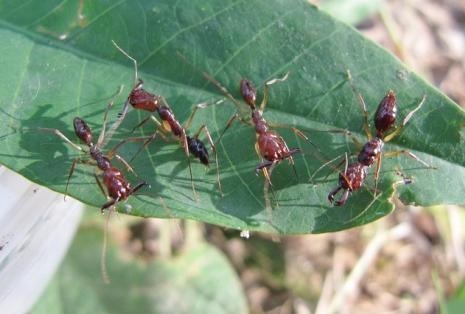 常见的蚂蚁图片,最常见的蚂蚁种类图片