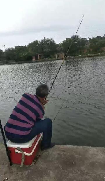 尚艺东美新秀鲤,尚艺东美秀作鲤测评