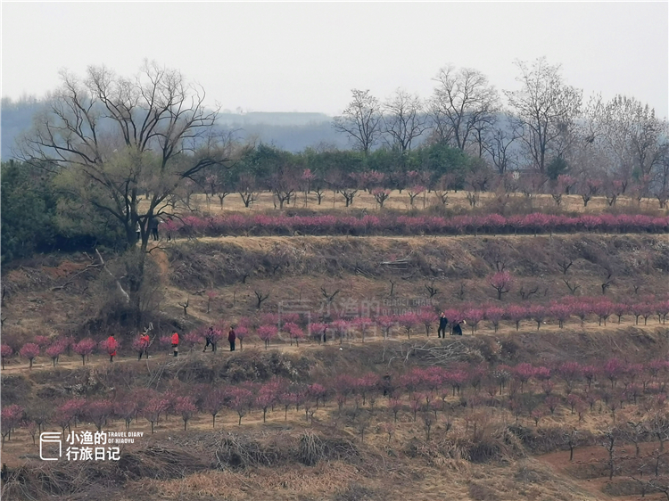 西安秦岭花海一日游,西安周末爬山赏花推荐