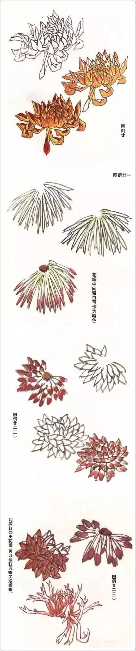 正统国画技法入门菊花绘画教学,菊花国画入门教学视频