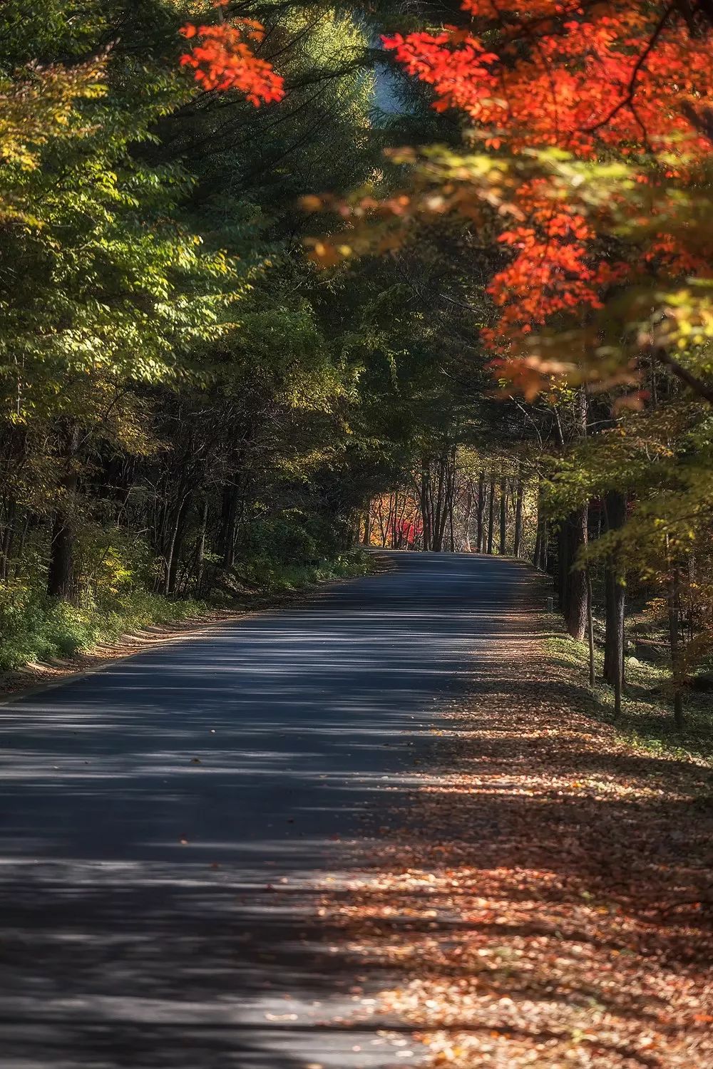 谁是东北第一城,谁才是东北第一城市