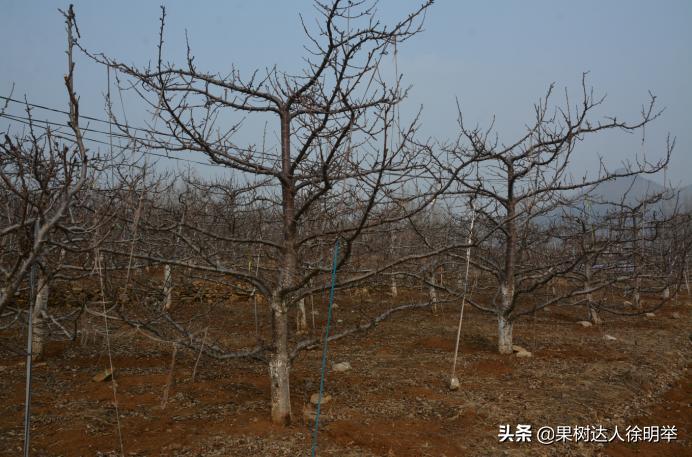 大樱桃枝叶过密怎么处理,大樱桃整形修剪中存在的问题