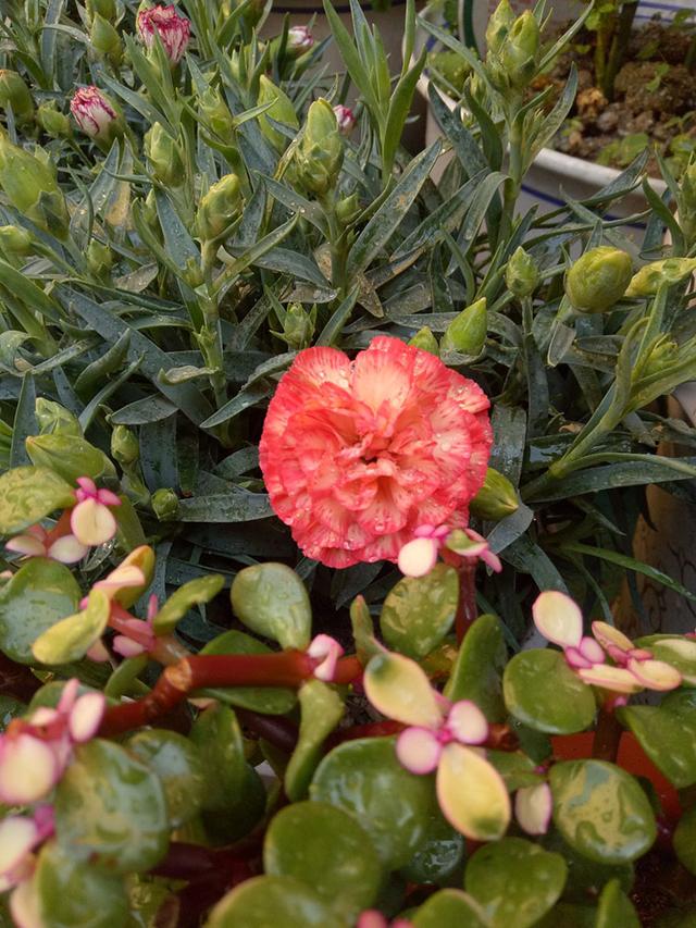 母亲节康乃馨的花语,母亲节的代表人物