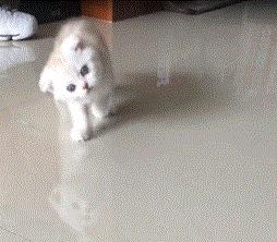 猫咪歪头会死吗,猫咪歪头是耳螨还是中耳炎