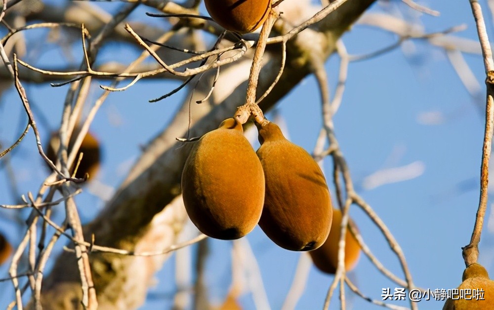 马达加斯加奇葩冷知识,你不知道的国家冷知识摩洛哥